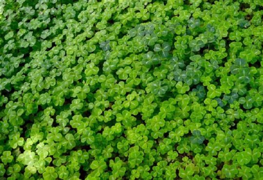 embaixadores da bet pix