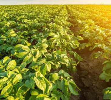 para que serve o potássio na agricultura