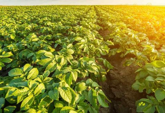 para que serve o potássio na agricultura