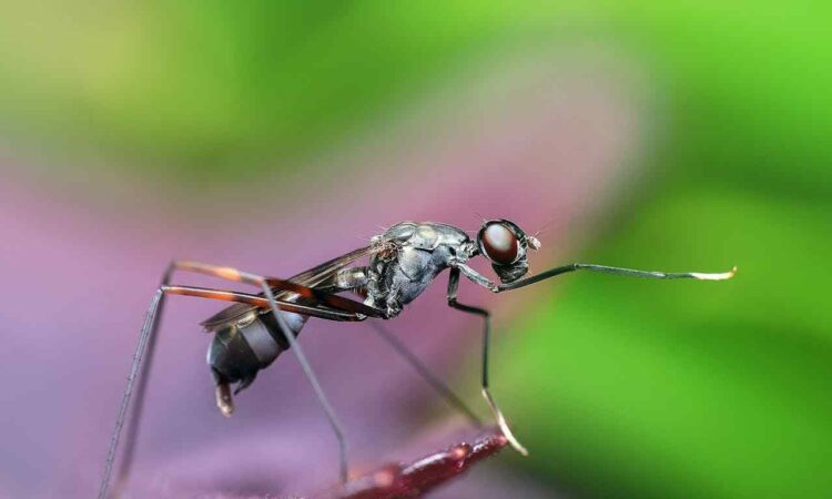 dedetização ecológica